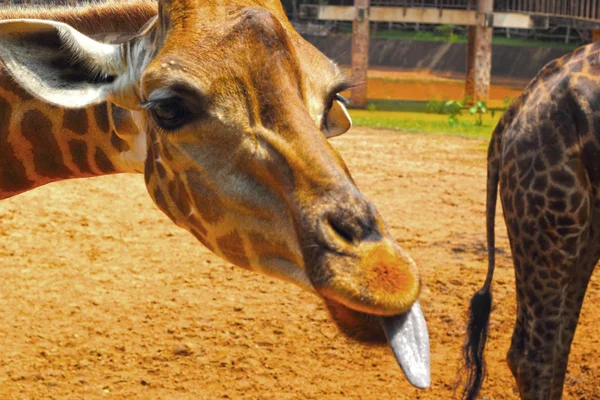 Jirafa en el Zoológico - Cabeza de jirafa . —  Fotos de Stock