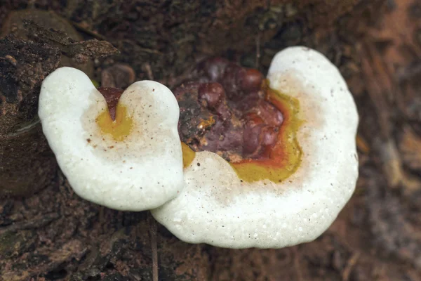 Ganoderma lucidum - ling zhi houby. — Stock fotografie