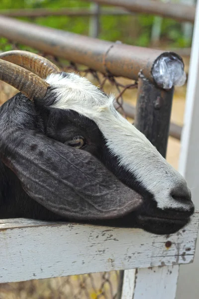 Retrato de cabras en un zoológico . — Foto de Stock