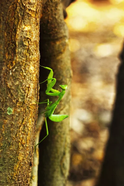 Зелений коник на дереві — стокове фото