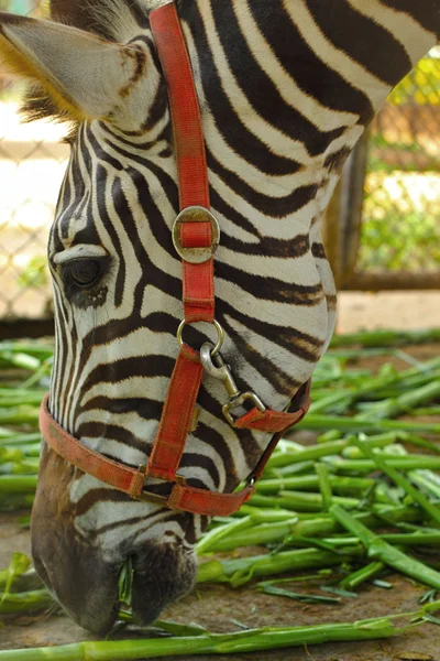 Zebra comer grama no zoológico . — Fotografia de Stock