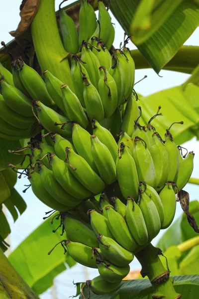 Банановое дерево с бананами — стоковое фото