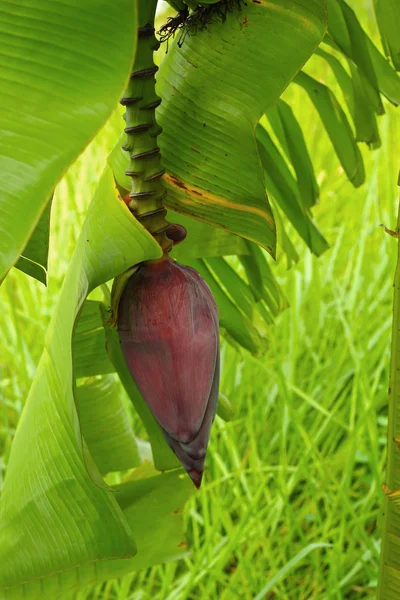 Growing banana blossom on banana tree — Stock Photo, Image
