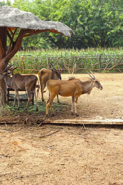 Springbok Hayvanat Bahçesi — Stok fotoğraf