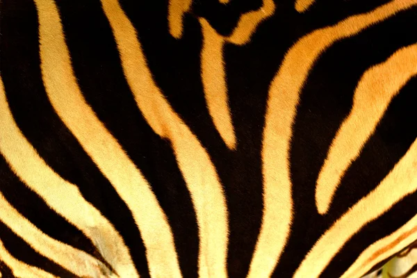 Der Körper des Zebras in Großaufnahme. — Stockfoto