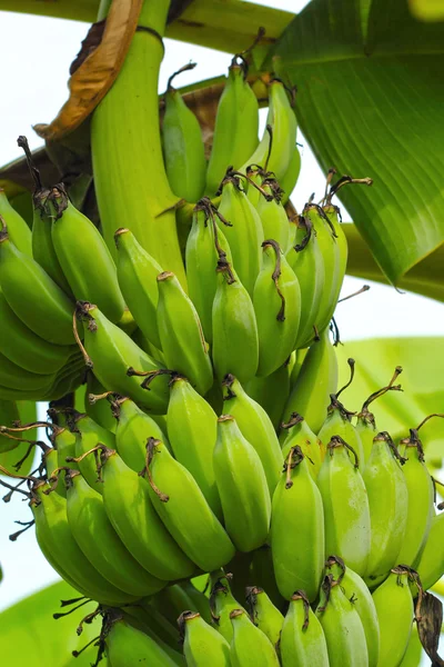 Albero di banana con un mazzo di banane — Foto Stock