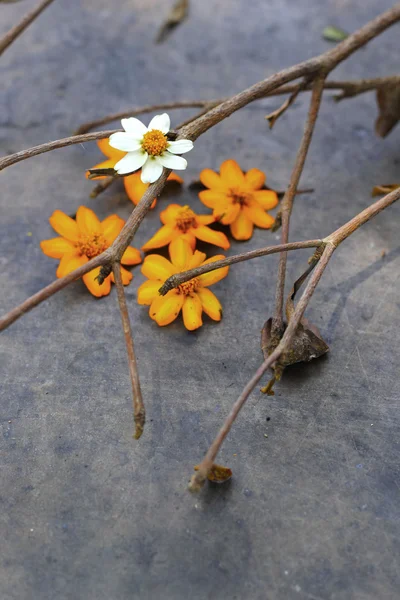 노란 꽃과 잔 가지로 화이트. — 스톡 사진