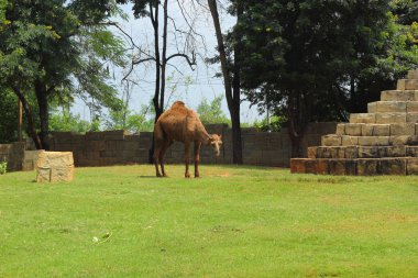 Hayvanat bahçesinde deve ayakta.