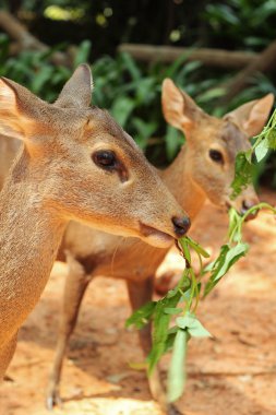 doğada sika geyiği çim yeme