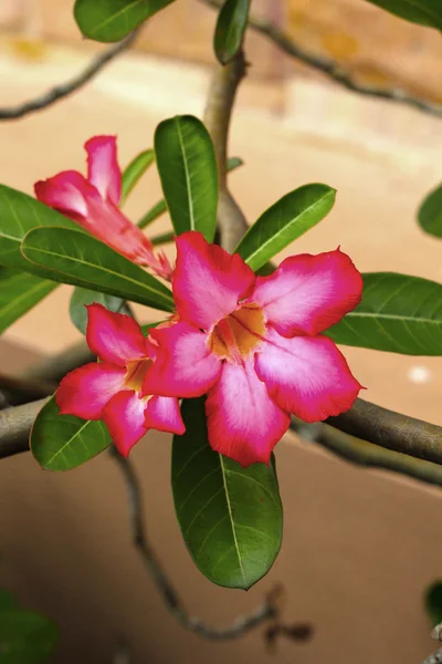 Impala lily adenium - pembe çiçekler — Stok fotoğraf