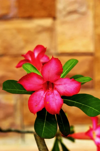 Impala lily adenium - pink flowers — Stock Photo, Image