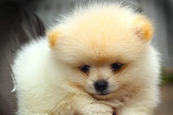 Retrato de uma bela espécie de cachorro Pomeranian — Fotografia de Stock