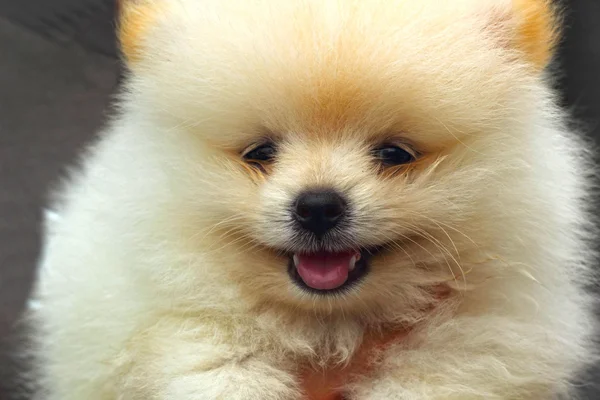Portrait of a beautiful puppy species Pomeranian — Stock Photo, Image