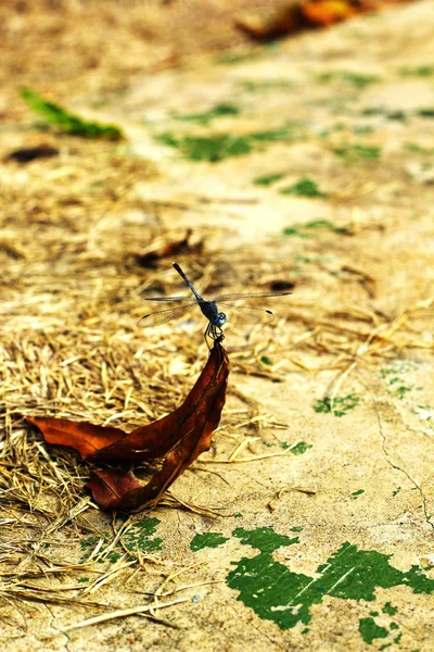 Libélula sobre hojas secas en el suelo . — Foto de Stock