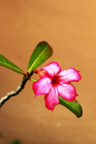 Impala lily adenium - pembe çiçekler — Stok fotoğraf