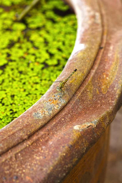 Dragonfly on the edge of a pot. — Stock Photo, Image