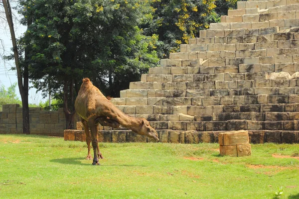 Верблюд стоит в зоопарке . — стоковое фото