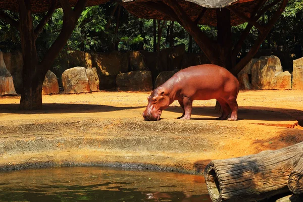 Hippo portræt i naturen - Stock-foto