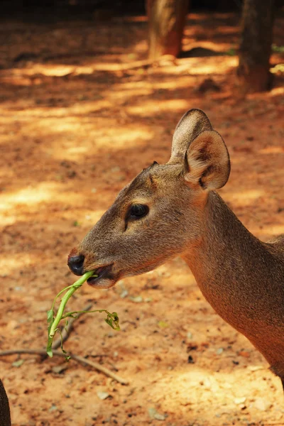 Eating grass of sika deer in the nature — Stock Photo, Image