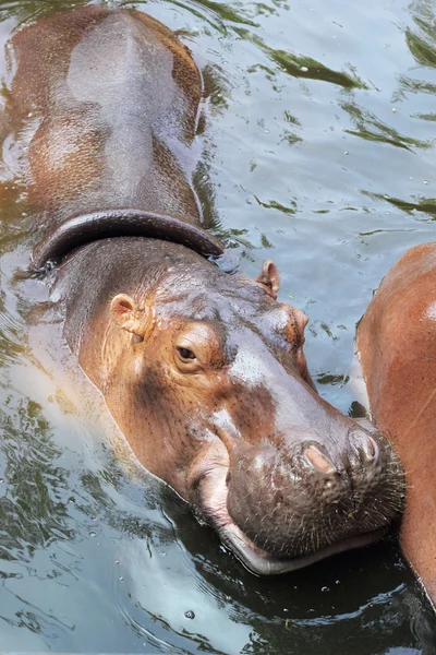 Hippo portrait in the nature — Stock Photo, Image