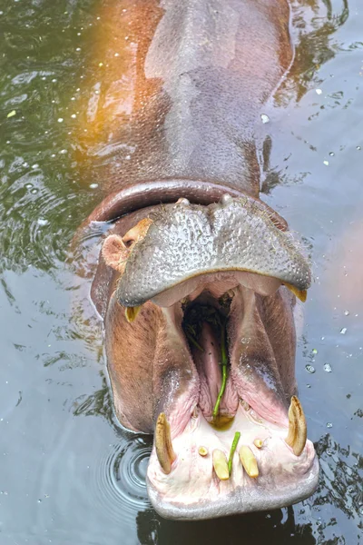 Retrato de hipopótamo na natureza — Fotografia de Stock