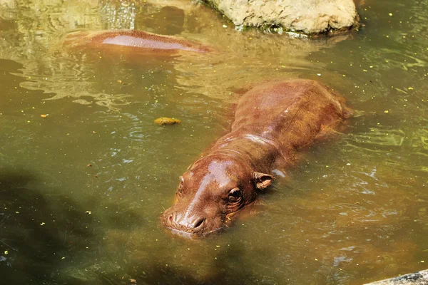 Ippopotamo ritratto nella natura — Foto Stock