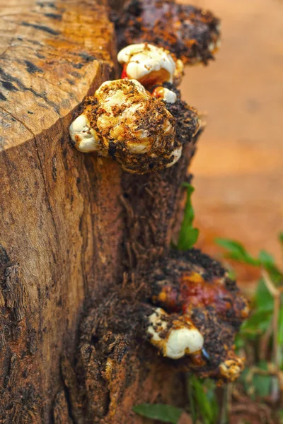 Čerstvých shiitake houby na přírodu — Stock fotografie