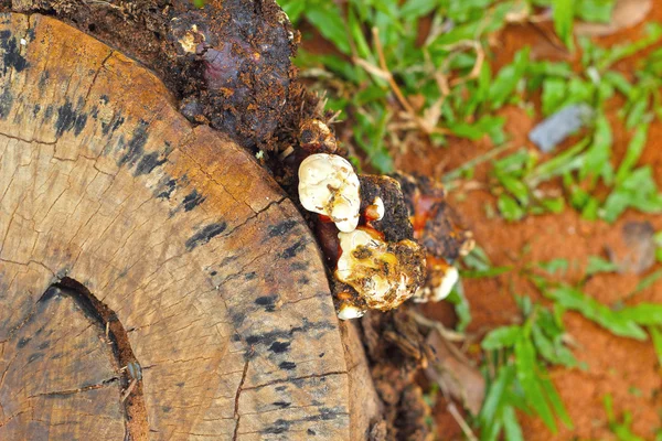 Cogumelo shiitake fresco na natureza — Fotografia de Stock
