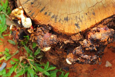 doğa üzerinde taze shiitake mantar