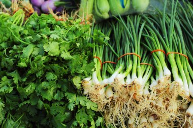 taze sebze - yeşil soğan ve kişniş piyasada.