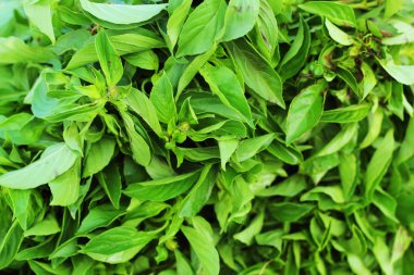 fesleğen yeşil sebzeler pazarda.