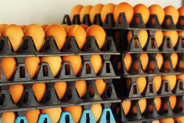 panel - panel siyah yumurta