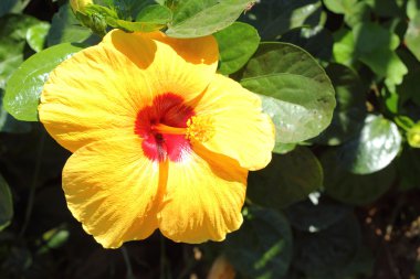 doğal Hibiscus çiçek - sarı çiçek