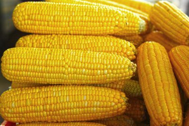 Tatlı Mısır koymak satır içinde belgili tanımlık çarşı are.