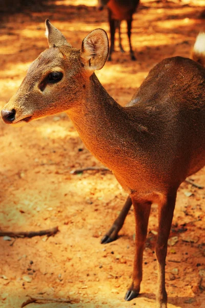 Cerf sika dans la nature — Photo