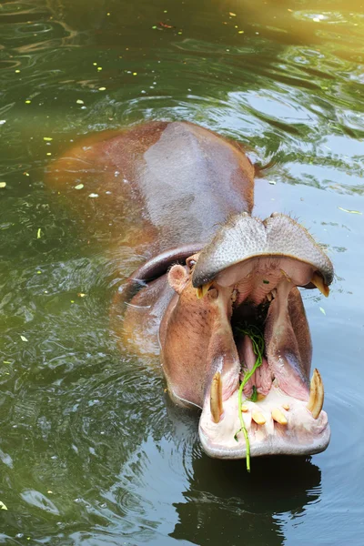 Nilpferd-Porträt in der Natur — Stockfoto