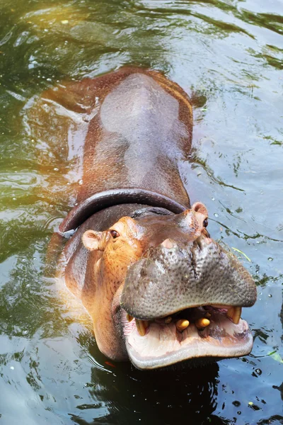 Nilpferd-Porträt in der Natur — Stockfoto