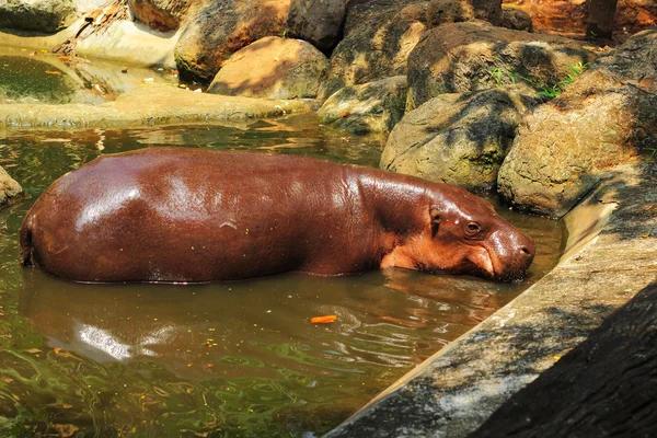 Hippo portrait in the nature — Stock Photo, Image