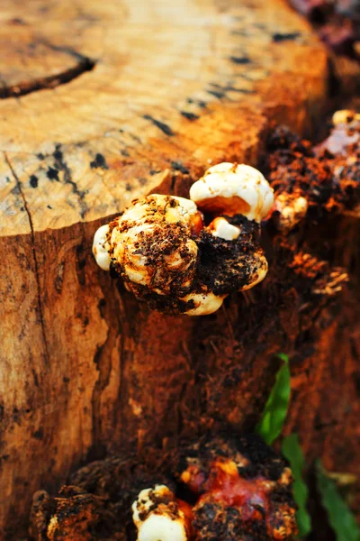 Champiñón shiitake fresco en la naturaleza — Foto de Stock