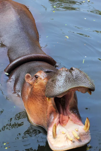 Nilpferd-Porträt in der Natur — Stockfoto