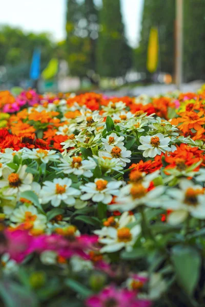 Fiori margherita colorati in giardino — Foto Stock