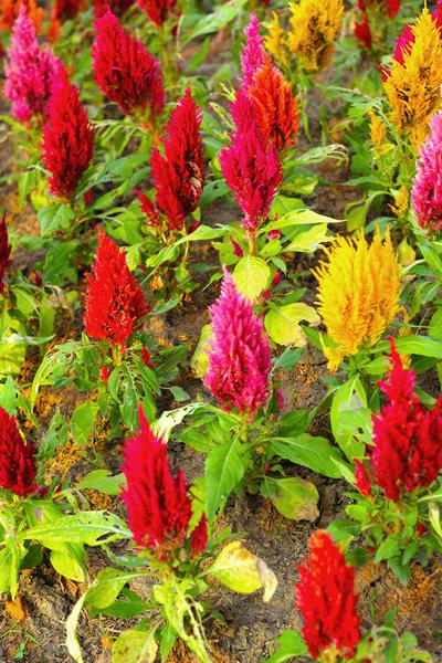 Zarozumialec kwiaty w naturze — Zdjęcie stockowe