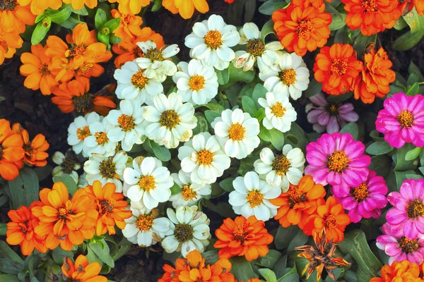 Kleurrijke daisy bloemen in de tuin — Stockfoto
