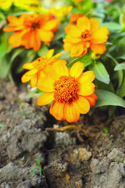 Flores de margaritas coloridas en el jardín —  Fotos de Stock