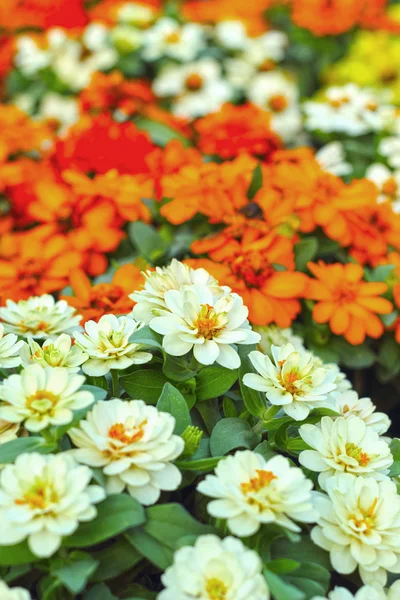 Bunte Gänseblümchen im Garten — Stockfoto