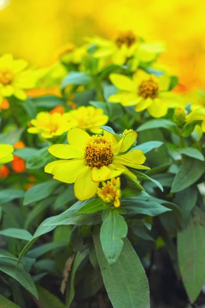 Kleurrijke daisy bloemen in de tuin — Stockfoto
