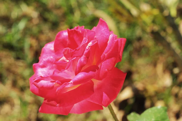 Rosa roja en la naturaleza —  Fotos de Stock