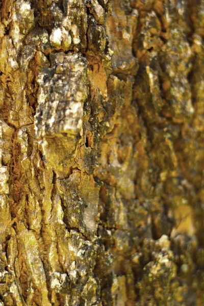 Textura de fondo de madera vieja — Foto de Stock