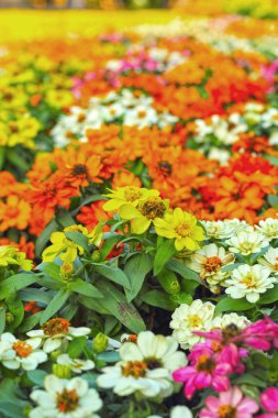 renkli çiçek Bahçe