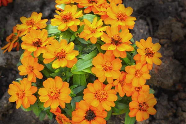 Bunte Gänseblümchen im Garten — Stockfoto